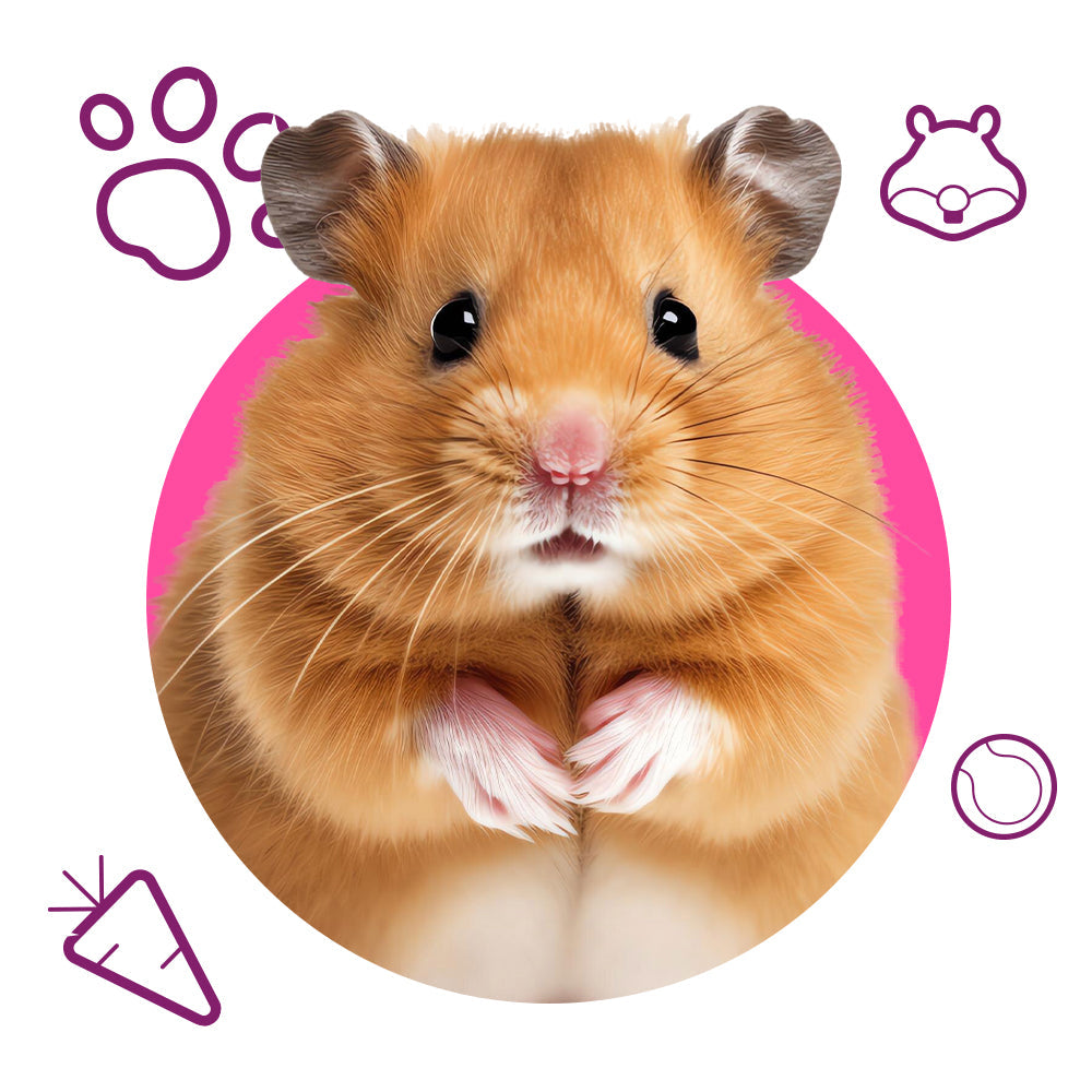 مستلزمات الحيوانات الصغيرة - كلاوزي