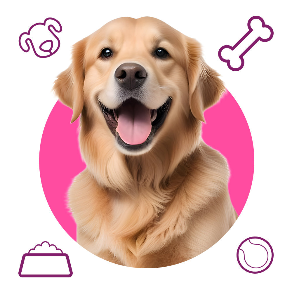 مستلزمات الكلاب - عروض حصرية من كلاوزي